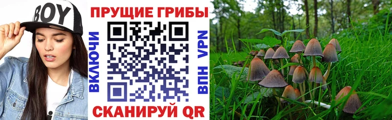 Псилоцибиновые грибы Cubensis Макаров